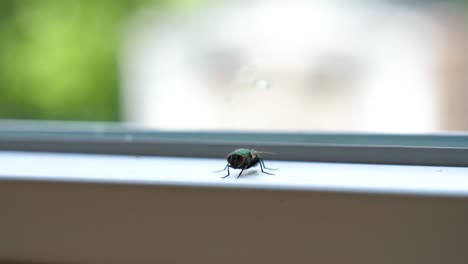 Mosca-Doméstica-Verde-En-El-Interior-Sentada-En-La-Repisa-De-La-Ventana---Enfoque-Superficial-De-Cerca