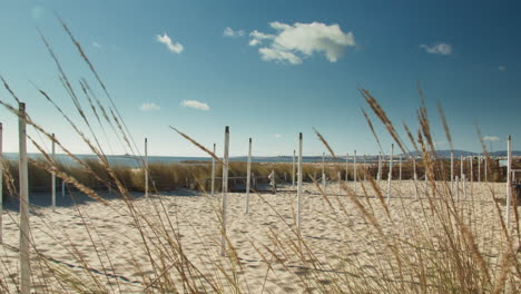 sunny day on the beach with the wind swaying the bushes