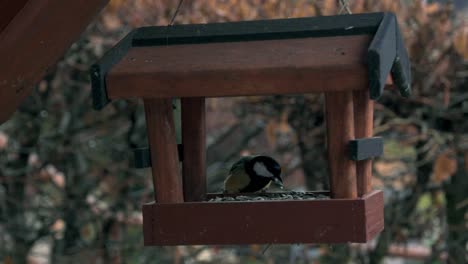 Close-up-to-a-beautiful-green-and-black-colored-bird-coming-to-feed-at-a-bird-feeder-shaped-like-a-small-house