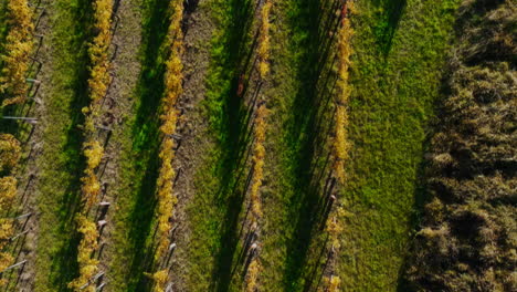 Drone-zenithal-tracking-view-follows-dog-and-owner-running-in-tree-nursery-at-sunset