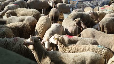 a sacrificial goat is being fed at a makeshift livestock market ahead of the muslim festival of eid al-adha, in turkey