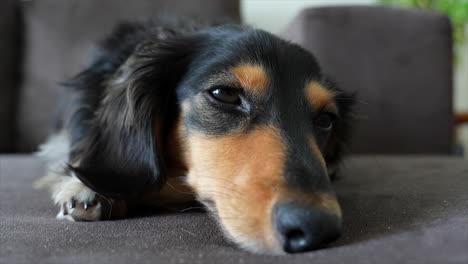 Long-haired-Dachshund-dog-lying-on-a-grey-sofa-starting-at-camera-sleepily-opening-and-closing-it's-eyes