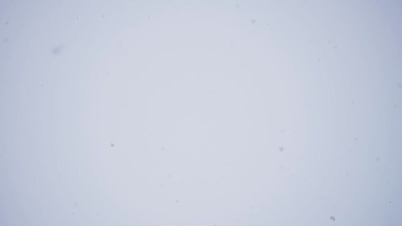 Falling Snowflakes: A Winter Wonderland