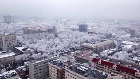 árboles blancos como la nieve entre las casas de piedra de la ciudad