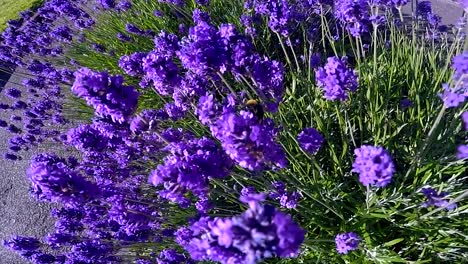 Bee-flying-around-colourful-bush-in-city