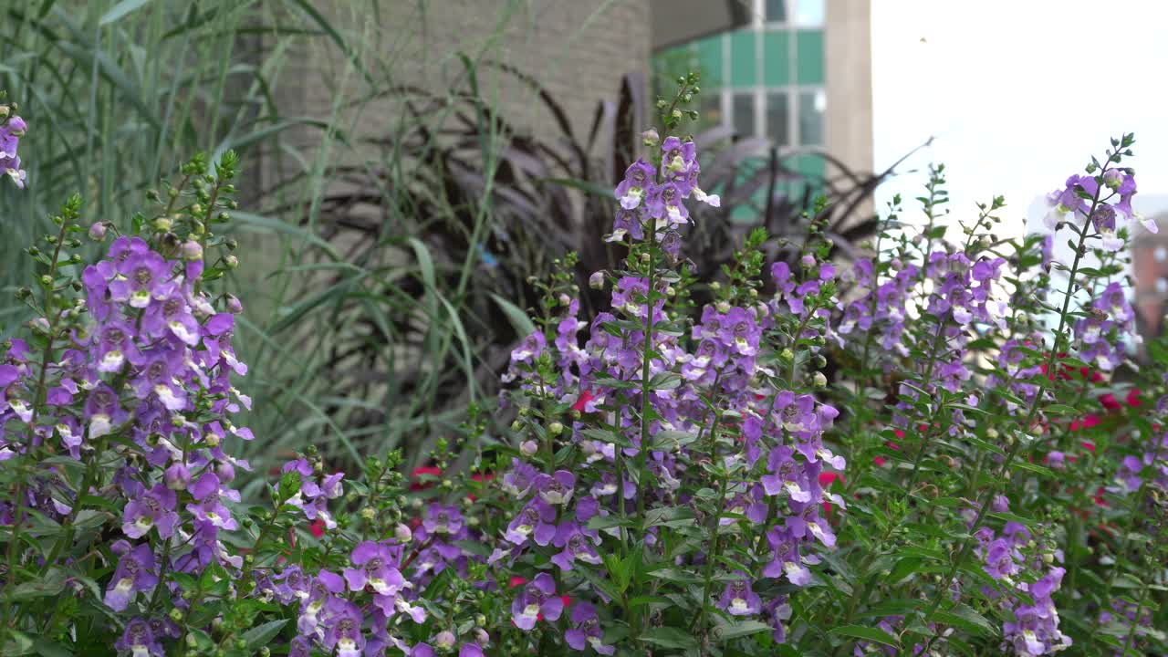 hermoso fondo de flores moradas con el pequeño efecto del viento