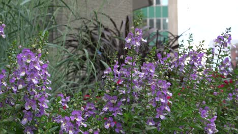 Beautiful-background-of-purple-flowers-with-the-little-effect-of-the-wind