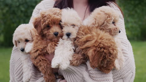 the hands of a woman in a warm sweater hold an armful of small maltipoo puppies