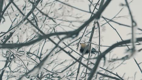 Lustige-Meisenvögel-Zwischen-Zweigen-Im-Winterwald-Langsam