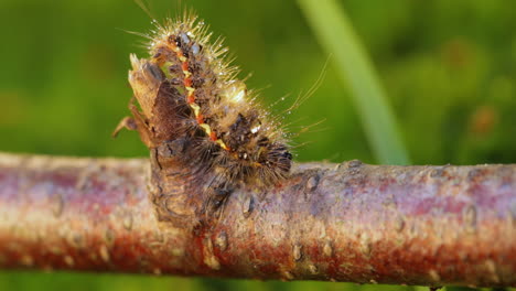 Gelbschwanzmotte-(Euproctis-Similis)-Raupe,-Goldschwanz--Oder-Schwanenmotte-(Sphrageidus-Similis)-Ist-Eine-Raupe-Aus-Der-Familie-Der-Erebidae.-Raupe-Kriecht-An-Einem-Ast-Auf-Grünem-Hintergrund-Entlang.