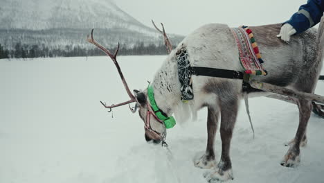 slow motion wide shot of reindeer being petted and eating snow above the arctic circle in norway