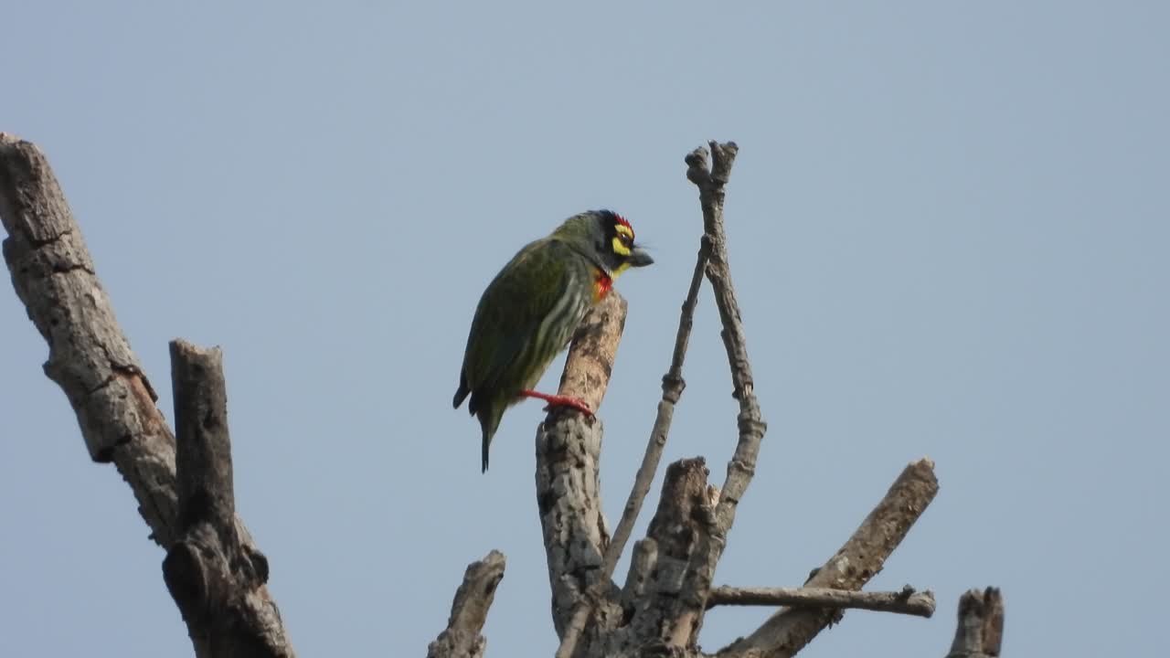 나무에 있는 구리 세공사 이발사 - 휴식