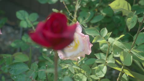 rosa blanca en un mar verde de hojas con movimiento de la cámara