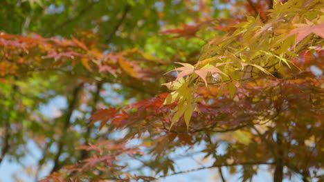 Beautiful View Of Autumn Leaves In Daytime At The Park