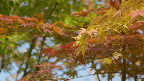 公園中白天秋葉的美麗景色