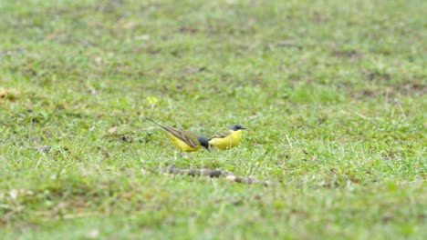 yellow wagtails between sheep in pasture meadow grass