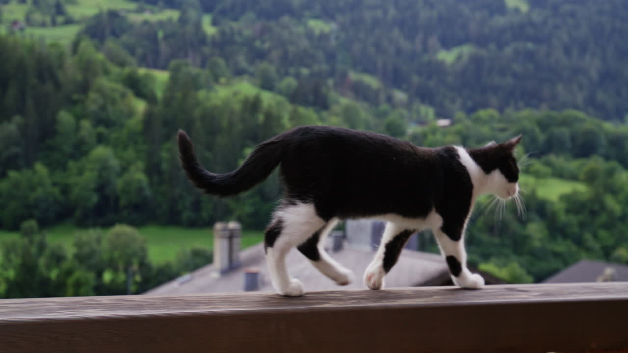 Adorable black and white kitten exploring and playing around the house.