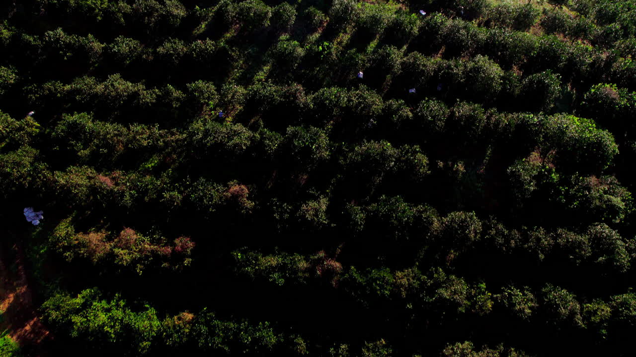 toma aérea inclinada de un agricultor y un tractor trabajando en una plantación de naranjas en penonomé, coclé