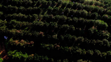 Toma-Aérea-Inclinada-De-Un-Agricultor-Y-Un-Tractor-Trabajando-En-Una-Plantación-De-Naranjas-En-Penonomé,-Coclé