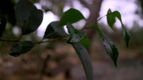 close up isolated shot of tree branch with wet leaves, slowly blowing in the wind , blurry background