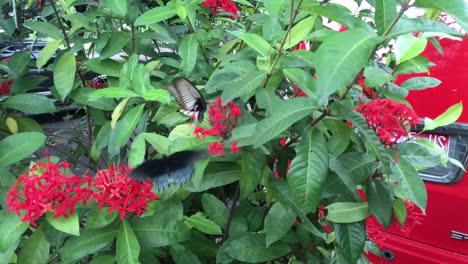 butterfly flying on a red flower