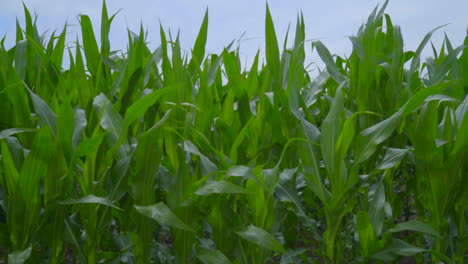 corn field closeup. panning on corn field. corn stalks swaying in wind