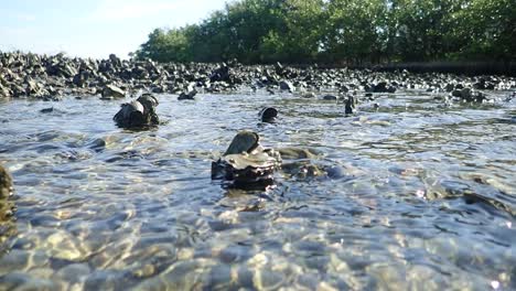 oyster reef in slow motion