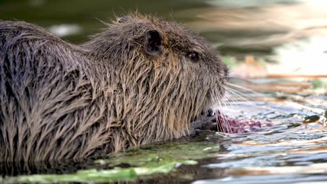 nutria húmeda comiendo plantas de agua dulce con ambas manos en aguas poco profundas