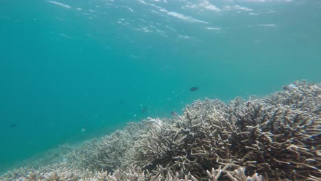 a handheld underwater shot over a coral reef, in the komodo island