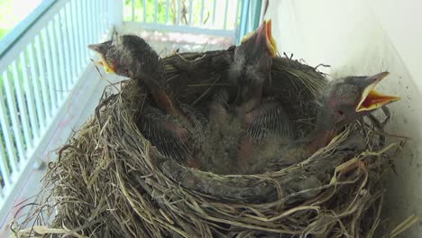 three adorable week old robin babies lay heads on edge of grass nest