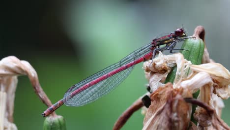 A Large Red Damselfly, Pyrrhosoma nymphula, perched on a dead Yellow Flag flower head. Summer. UK