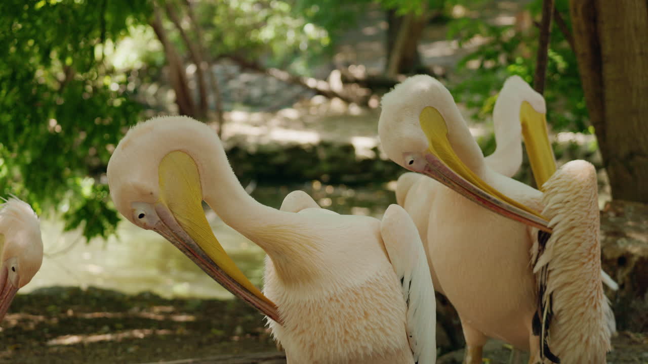 Pelicans in Nature