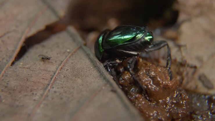 Skarnbasse flytter sig under tørt blad, mens den står på gødningskugle