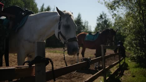 horses standing by fence eating and waiting for a horseman