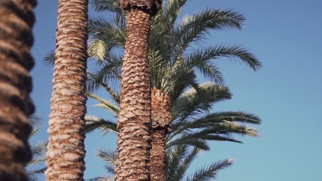 close up of row of royal palm trees with clear blue sky in background