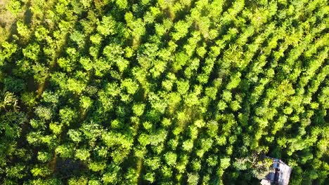 Línea-De-árboles-Drone-Circular