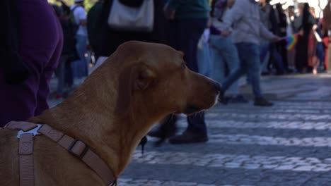 Close-up-of-a-dog-looking-around-in-a-crowded-square-in-Lisbon