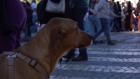 cerca de un perro mirando a su alrededor en una plaza llena de gente en lisboa