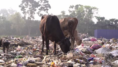 Basura-Fuera-De-La-Ciudad