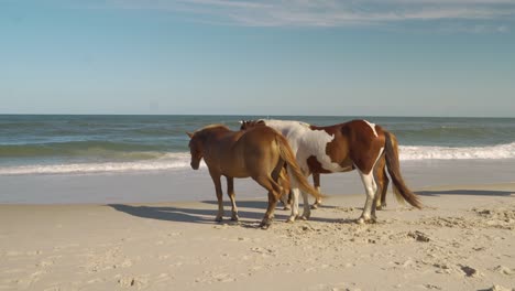 three horses standing at the ocean