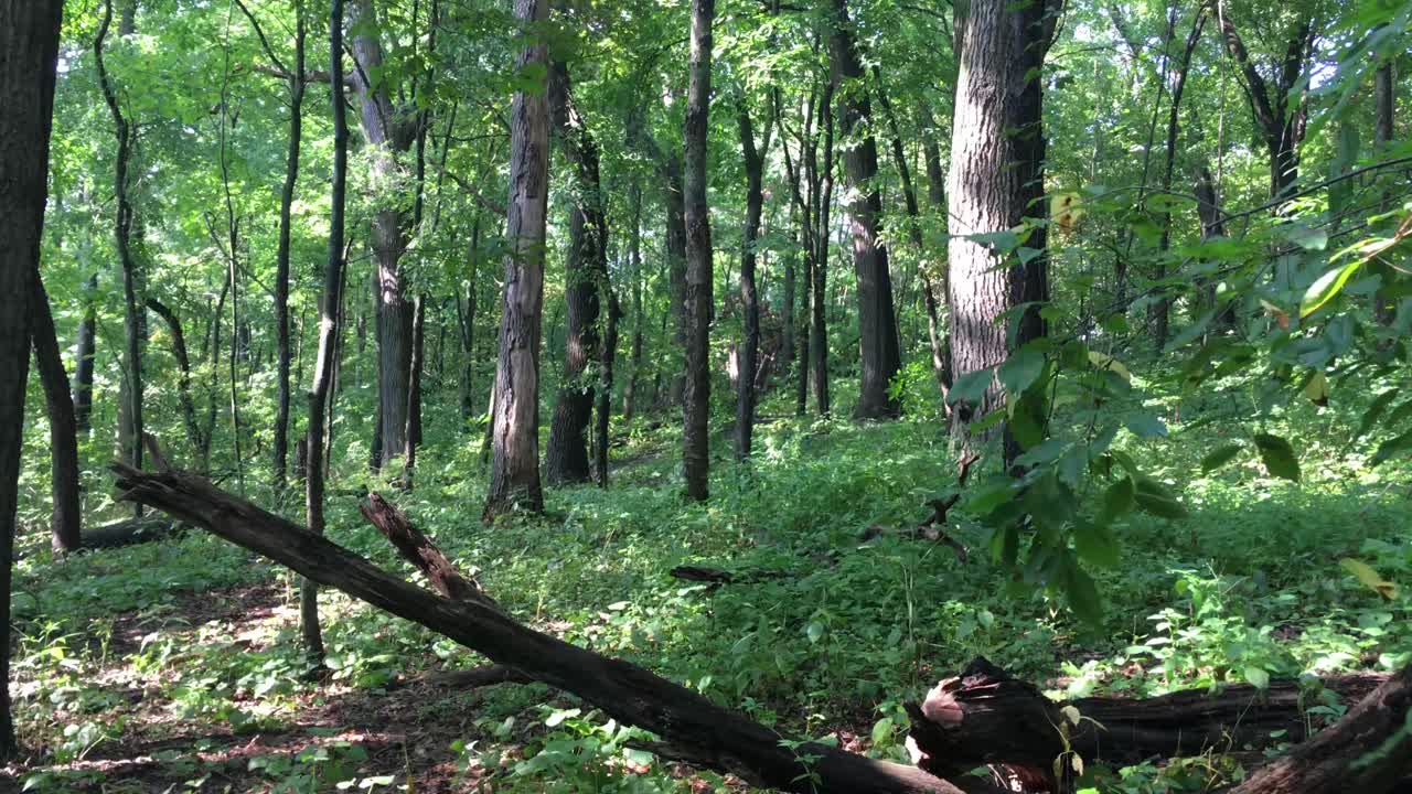 자연 무성한 녹색 숲, 정적