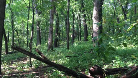 natural lush green forest, static