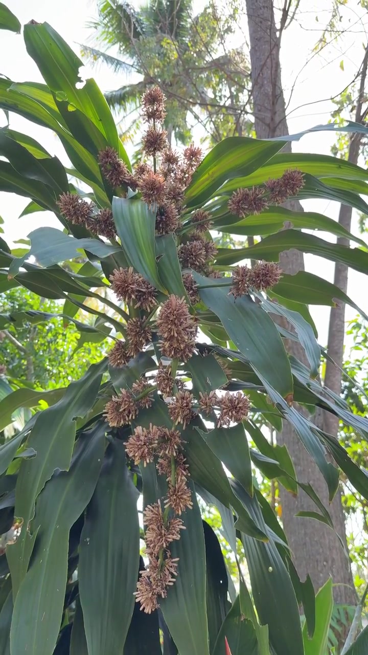 Tanaman Dracaena Berbunga di Taman Tropis