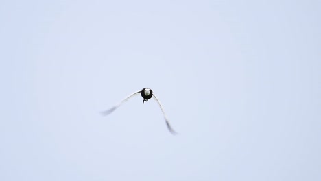 elegant jacana glides naturally against bright clear sky horizon