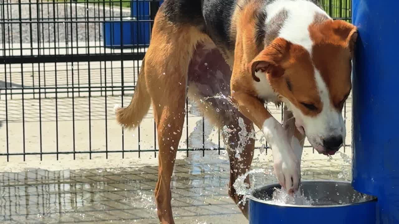 Happy, pet in a dog park playing by splashing in a digging motion at a drinking bowl on a hot summer day - isolated slow motion