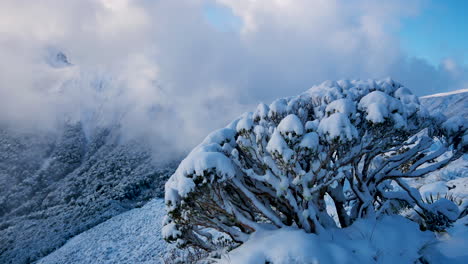 Plantas-Cubiertas-De-Nieve-En-La-Cima-De-Las-Montañas-Nevadas-Durante-El-Día-Soleado-Y-Nublado