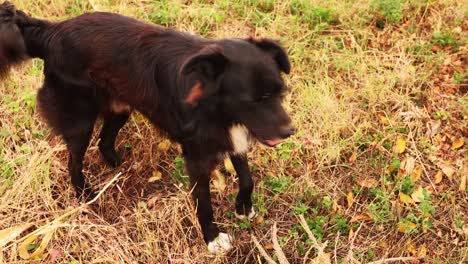 Perro-Marrón-Juguetón-En-La-Hierba-Durante-El-Otoño