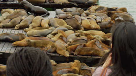 Two-girls,-one-Asian-and-one-Afro-american,-is-looking-at-sea-lions-sleeping-in-slow-motion-on-the-dock-near-the-water-in-San-Fransisco