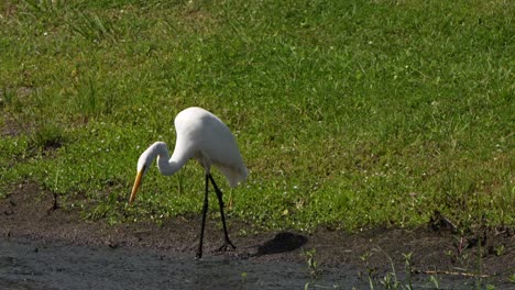 great egret digging in the mud