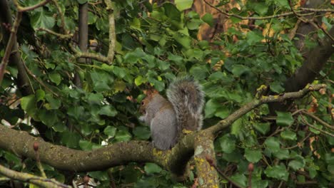 squirrel sitting on branch eating nut then runs away